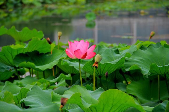 姐妹花汉化版最新更新内容解析 这些改动太实用了