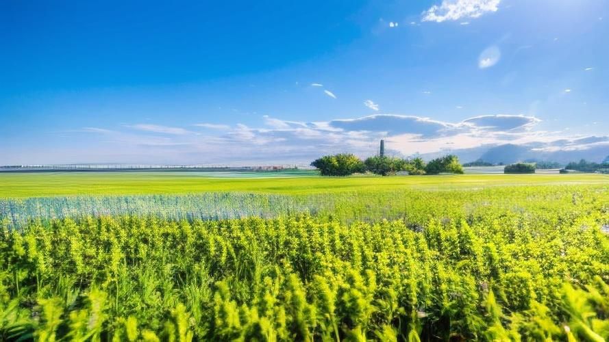 宁静草地安卓汉化版攻略 中文操作指南详解