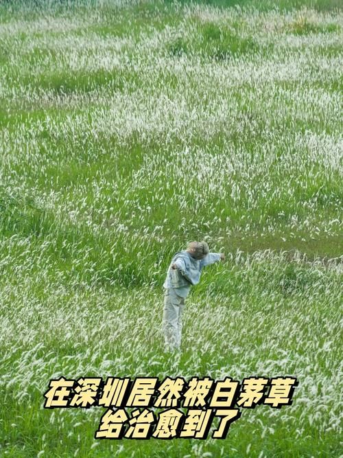 宁静草地最新版本是多少怎么升级到最新版
