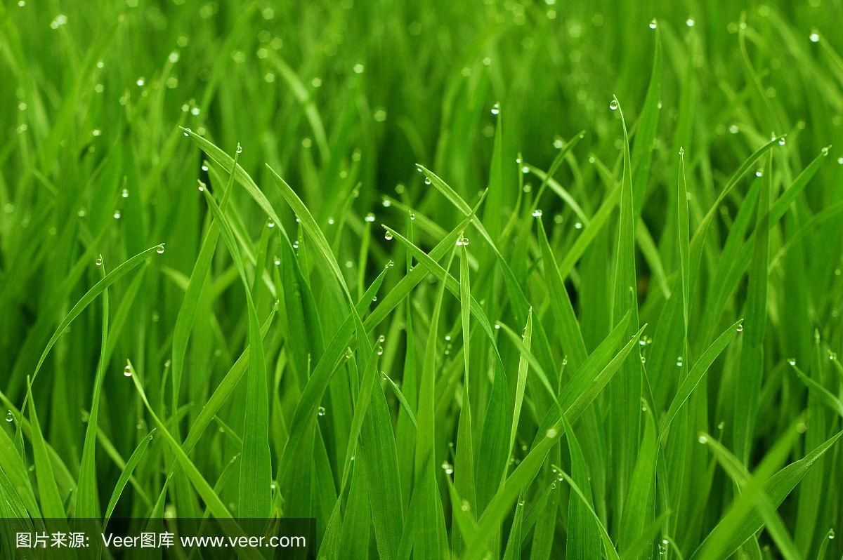 宁静草地游戏下载地址 一键获取正版安装包