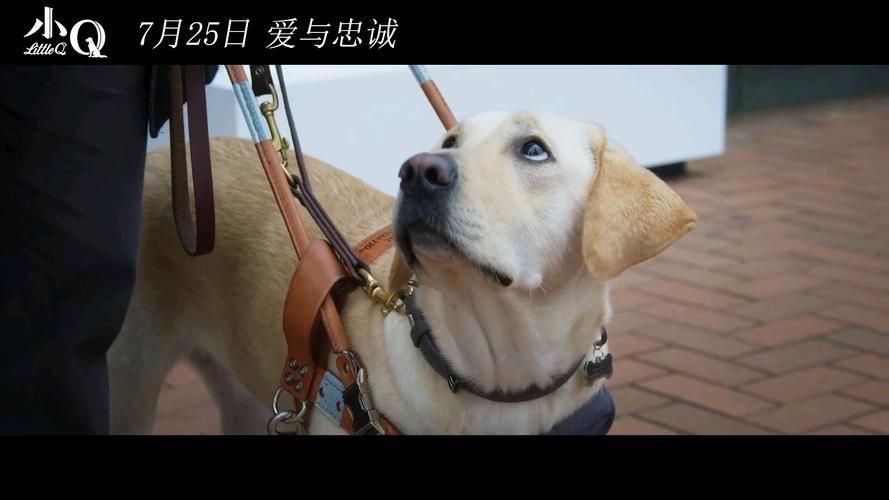 安卓人狗情未了下载 体验最感人宠物陪伴游戏