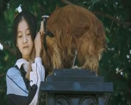 安卓怎么下载人狗情未了 高清人狗温情电影资源