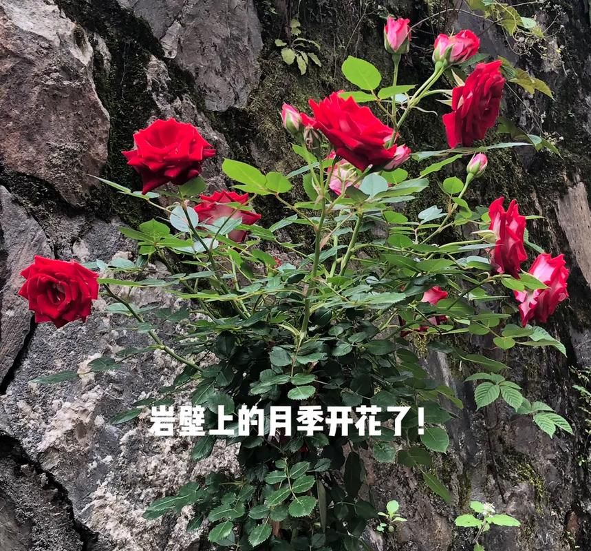 安卓欲望开花下载教程 简单几步轻松搞定