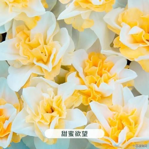安卓欲望开花下载教程 简单几步轻松搞定