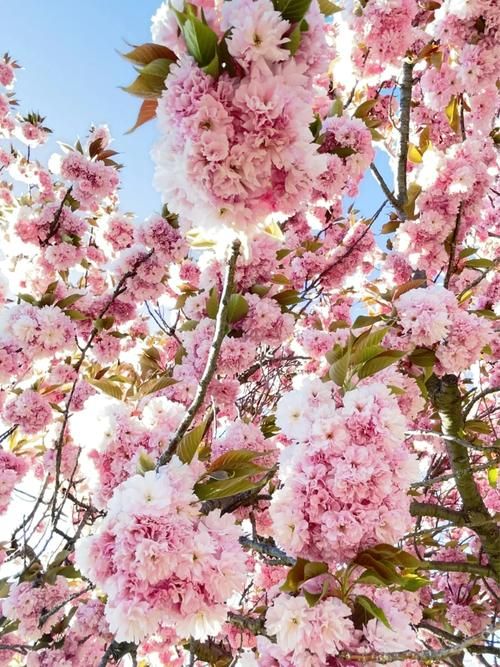 安卓欲望开花下载教程 简单几步轻松搞定