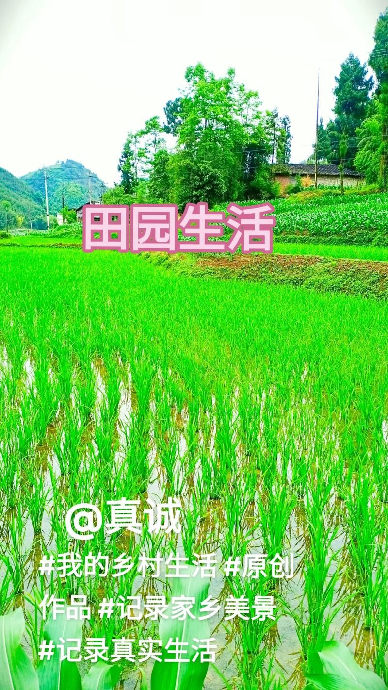 安卓汉化我的乡村生活 轻松享受种田乐趣