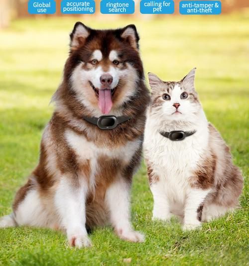 宠物捕捉大师番外下载地址推荐 快速获取不迷路