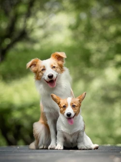 宠物捕捉大师番外下载地址推荐 快速获取不迷路