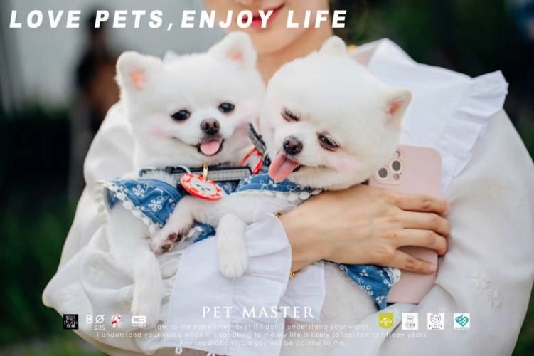 宠物捕捉大师番外下载地址推荐 快速获取不迷路