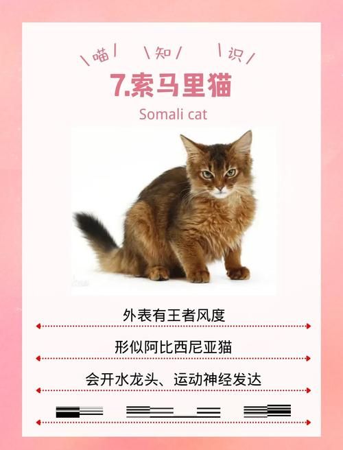宠物捕捉大师番外安卓下载教程轻松搞定不迷路
