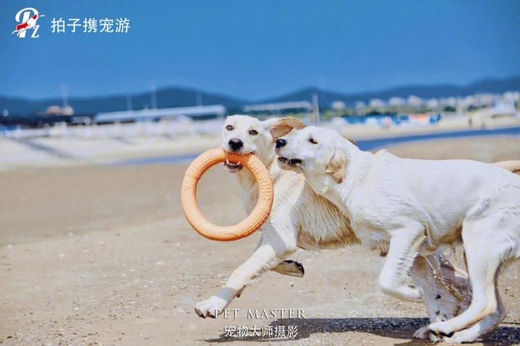 宠物捕捉大师番外官方网站下载安装教程一步到位