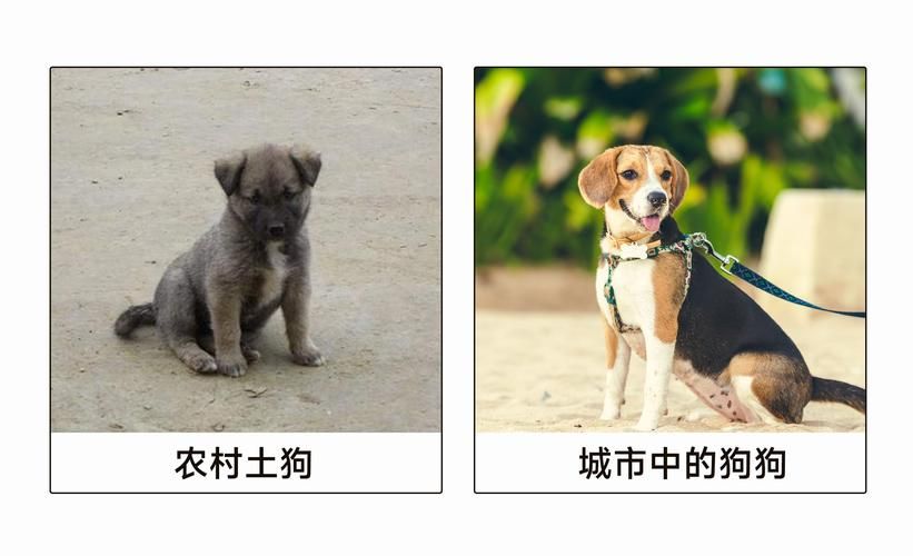 宠物捕捉大师番外汉化版下载常见问题解答