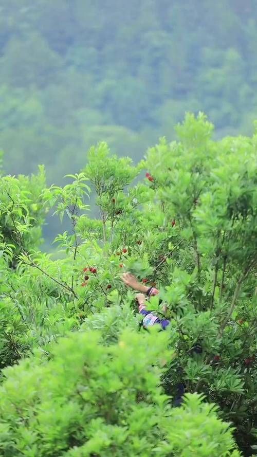 寻找我的乡村生活下载地址 最新版本免费获取