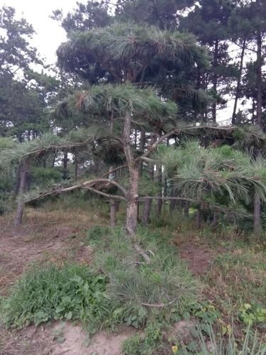 小绿山最新规划出炉周边居民都在关注