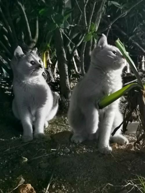 小野猫N上在哪下载 高清完整版免费获取指南