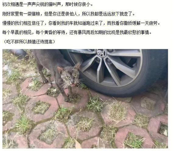 小野猫N上在哪下载 高清完整版免费获取指南