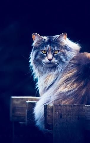 小野猫N上在哪下载 高清完整版免费获取指南