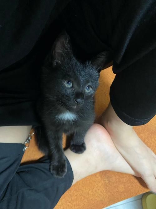 小野猫N上在哪下载 高清完整版免费获取指南