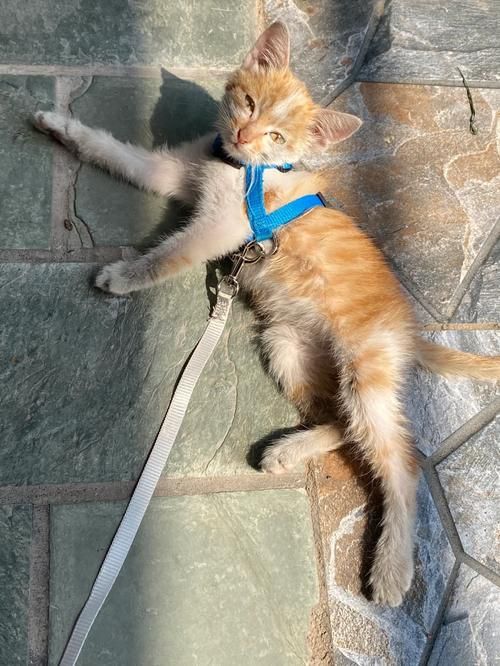 小野猫N上在哪下载 高清完整版免费获取指南