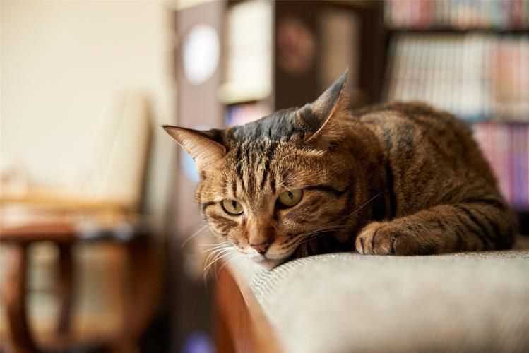 小野猫N上在哪下载 高清完整版免费获取指南