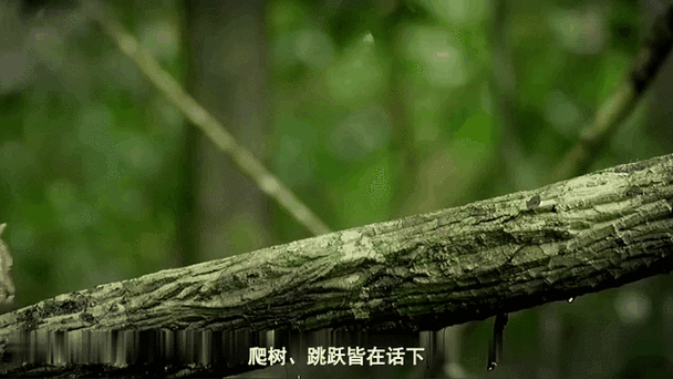 小野猫N上在哪下载 高清完整版免费获取指南