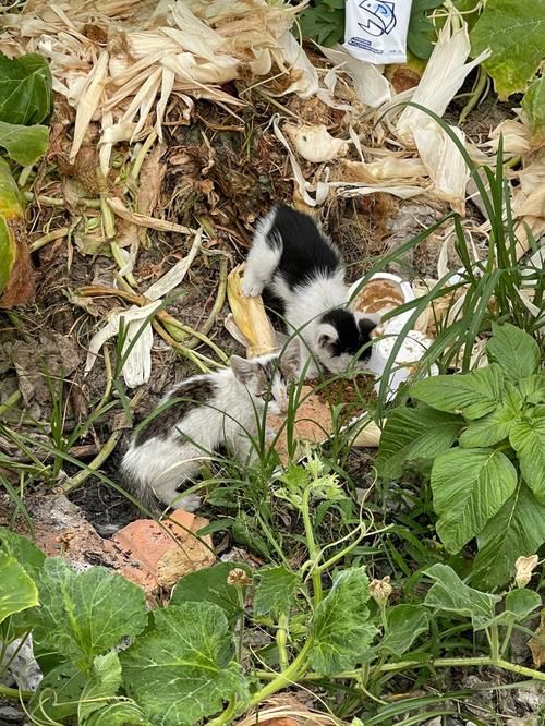 小野猫N上在哪下载 高清完整版免费获取指南