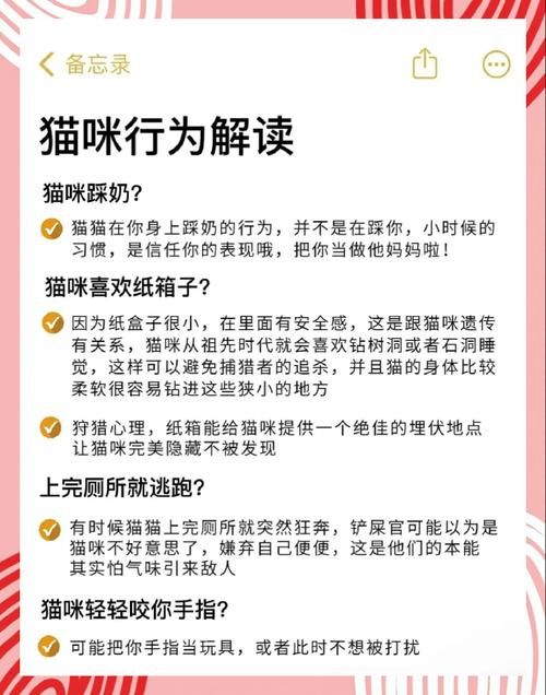 小野猫N上如何下载 简单步骤解析
