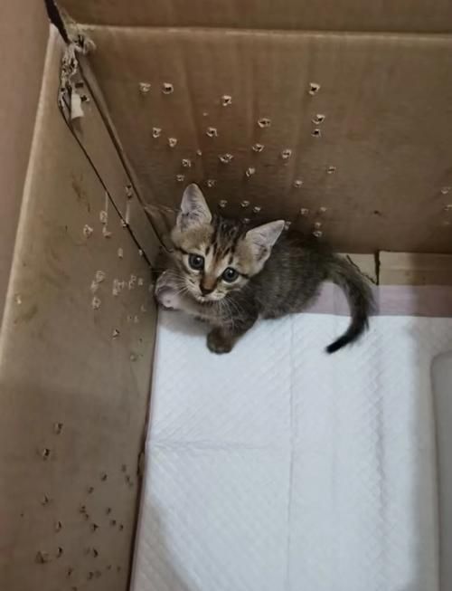 小野猫N上如何下载 简单步骤解析