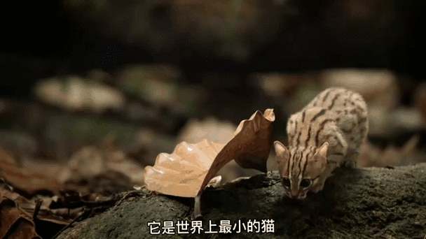 小野猫N上如何下载 简单步骤解析