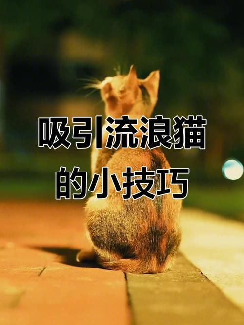 小野猫N上安卓下载安装教程 手把手教你轻松搞定