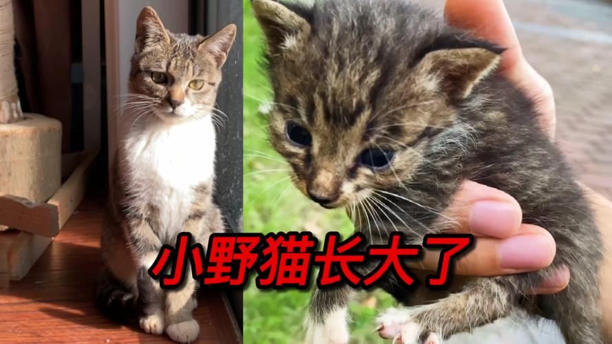 小野猫N上官方正式版下载最新版一键获取方法分享