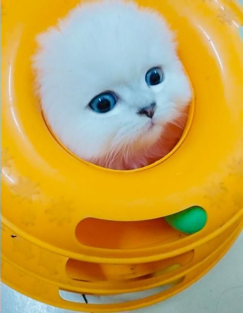 小野猫N上官方正式版下载最新版一键获取方法分享
