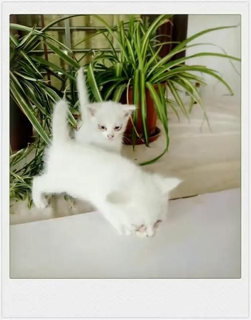 小野猫N上更新地址最新链接点击查看