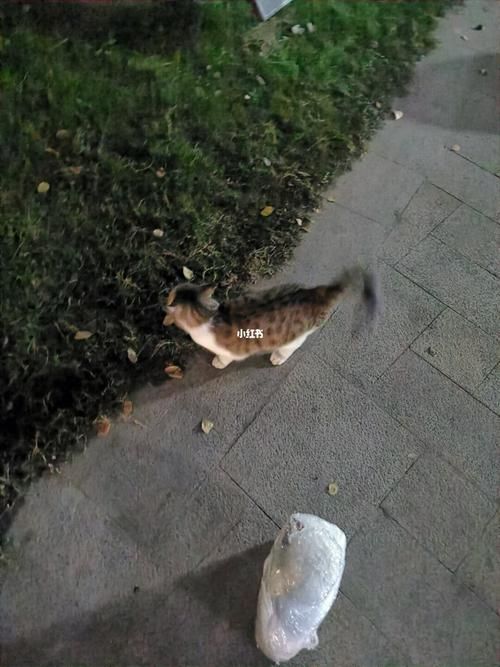 小野猫N上更新地址最新链接点击查看