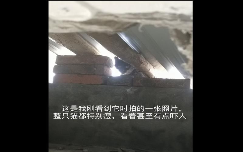 小野猫N上更新地址最新链接点击查看