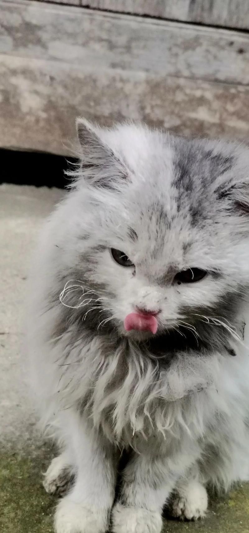 小野猫N上最新视频流出网友直呼太惊艳了