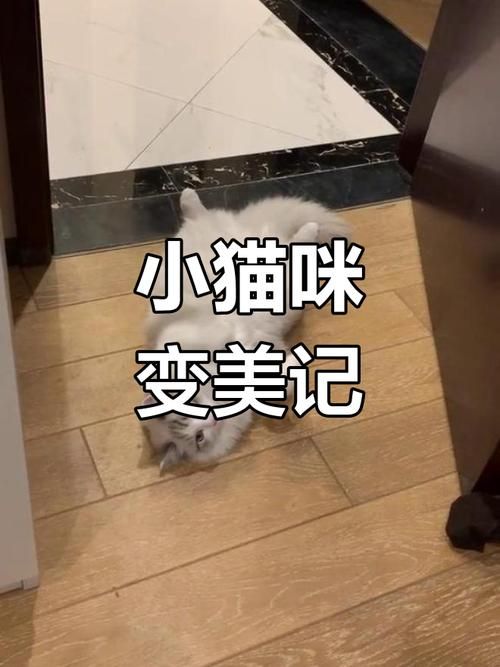 小野猫N上最新视频流出网友直呼太惊艳了
