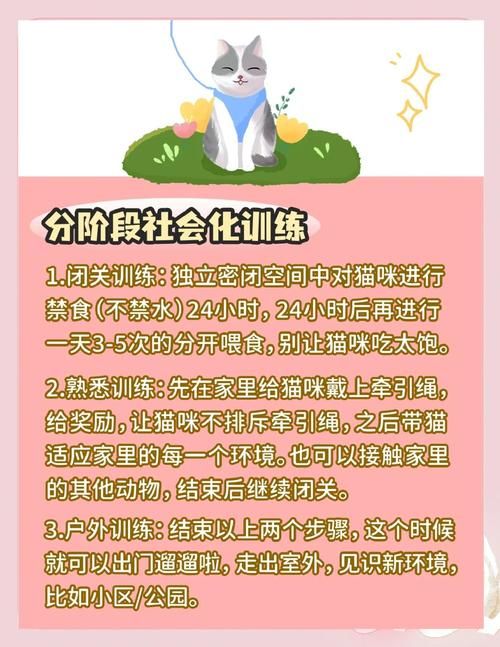 小野猫N上游戏攻略常见问题解决方法汇总