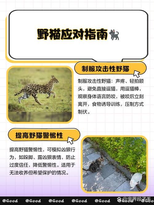 小野猫N上游戏攻略常见问题解决方法汇总