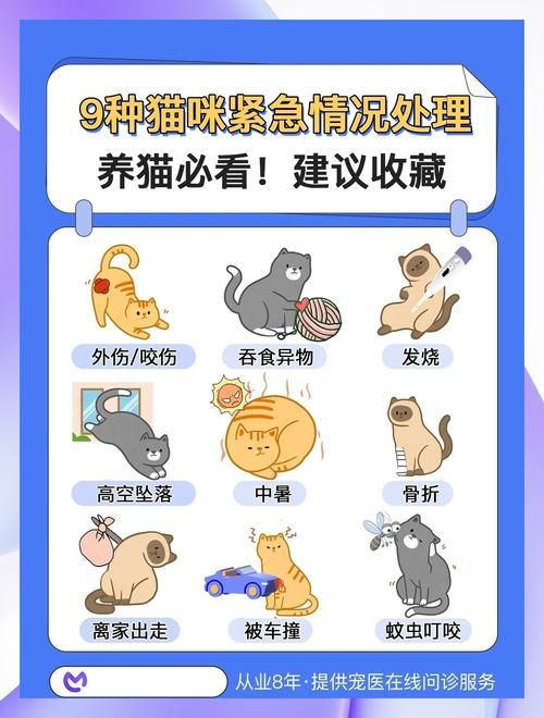 小野猫N上游戏攻略常见问题解决方法汇总
