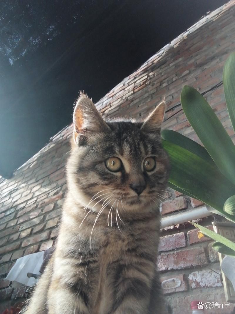 小野猫N上版本大全完整资源哪里找